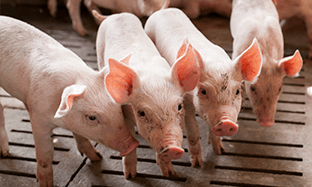 Enfermedades sistémicas